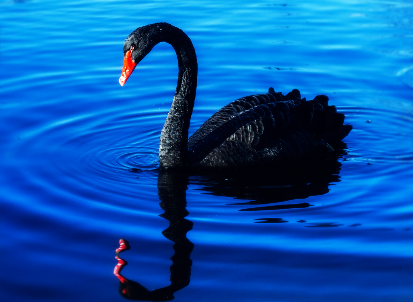 A black swan swims in a lake, representing the search query 'Black Swan event visualization'.